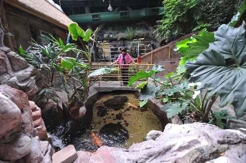 John C. Vanderburg Rainforest Biosphere